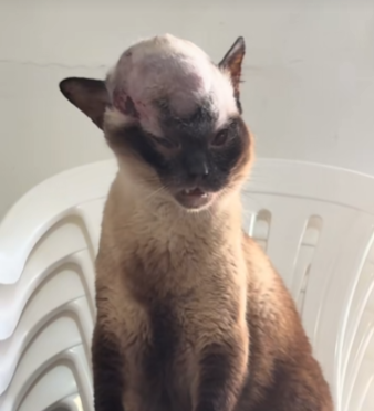 Ajude o Felix a Lutar Contra o Tumor Ósseo